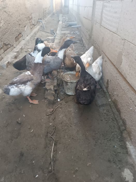 Vând 7 rațe și doi rățoi