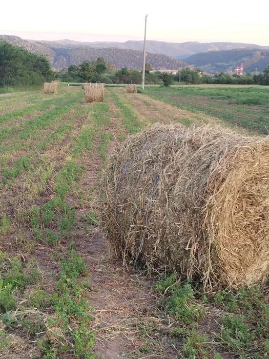 Baloți de lucernă