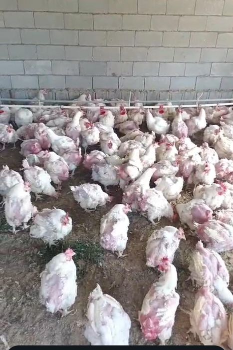 Продам бролерные кур