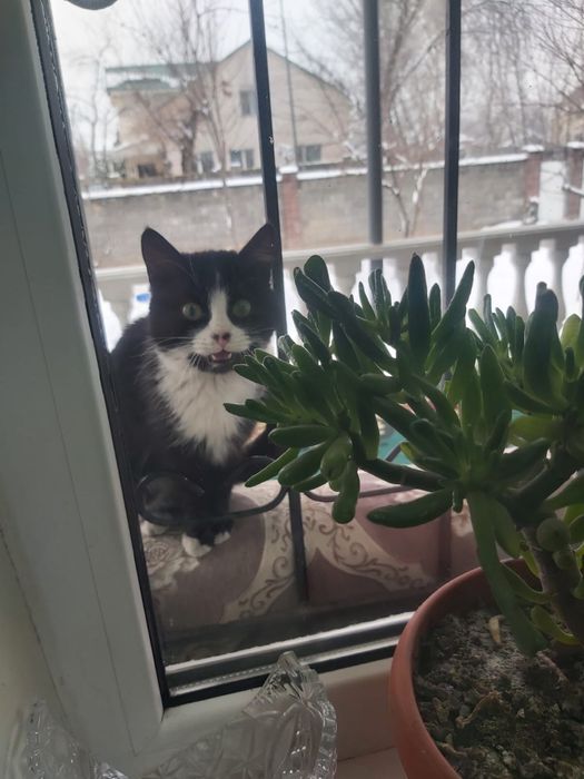 Продам двух кошек