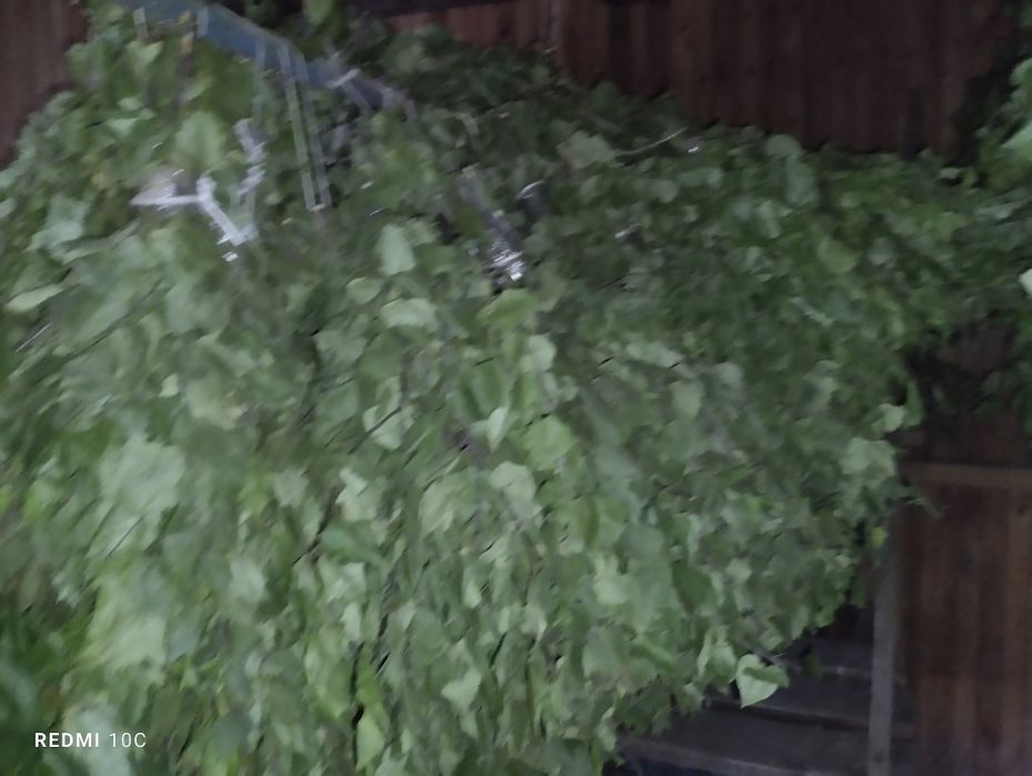 продам веники хорошие