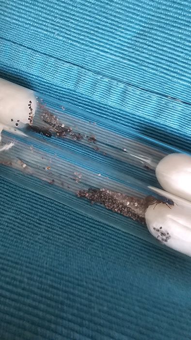 Жнецы матки с яйцами!