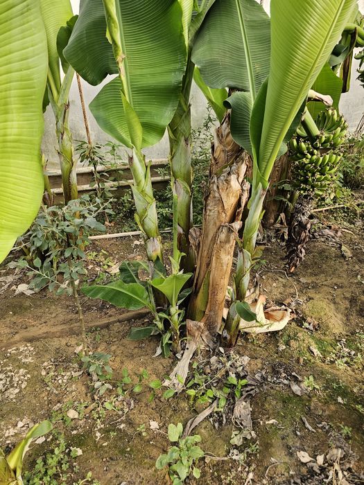 Ута ширин банан кучатлари