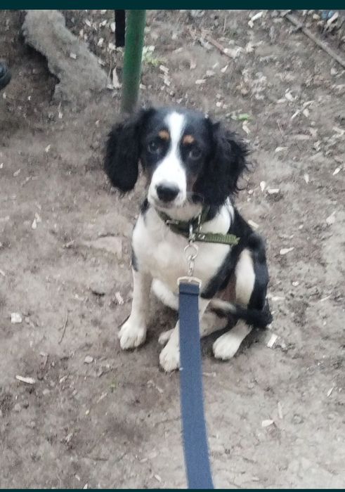 Украли щенка русского спаниэля