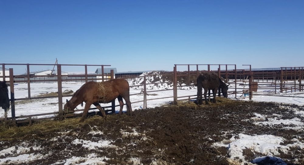 Продам лошадей срочно