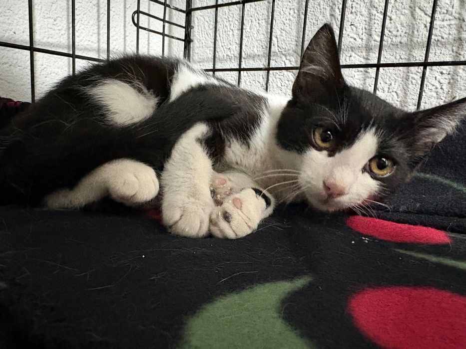 Pixel, motanel pentru adoptie