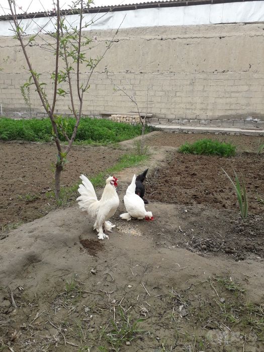 Япон товукчалар , японский курички