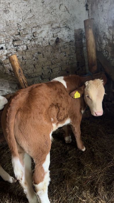 Vând Viteii, forte frumoși