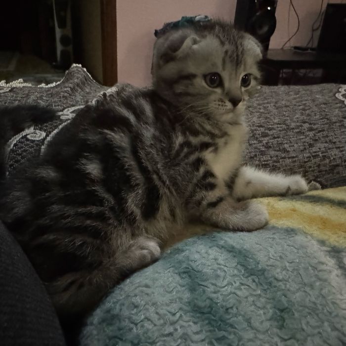 котята , с родословной
