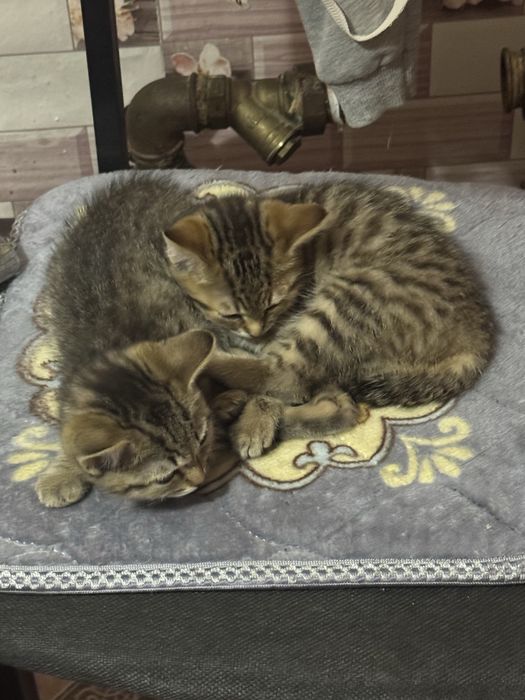 Отдам котят в хорошие руки