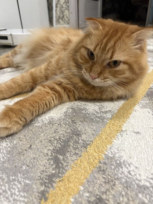 Котик в хорошие руки