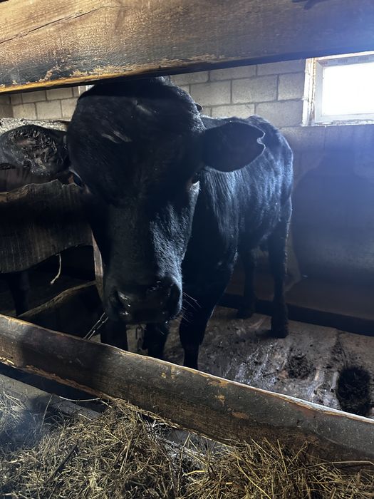 Быки откорм 6 месяцев на откорме