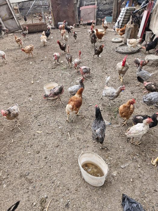 Продам домашних кур на мясо