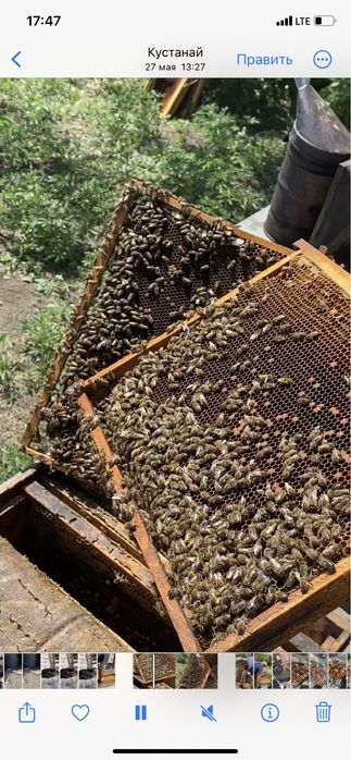 Продам мед натуральный с личной пасеки