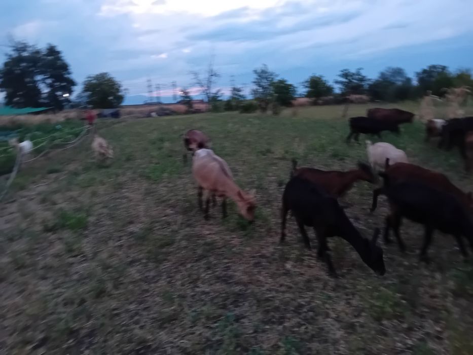 Vând iezi de anul acesta