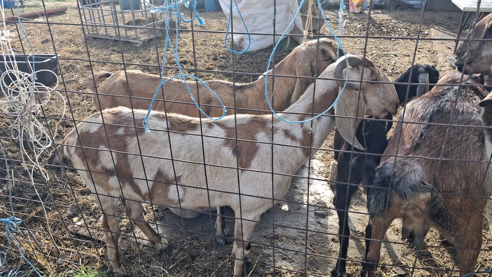 Vand capre anglonubiene