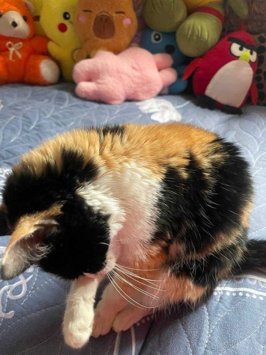 Mushukcha 5oylik zotdor pasporti bilan