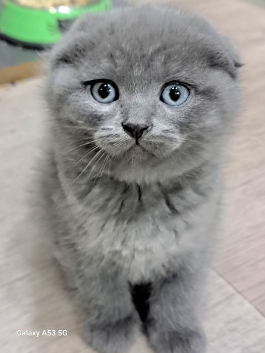 Котята, породистые.