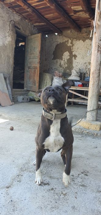 Pitbull zotdor iti