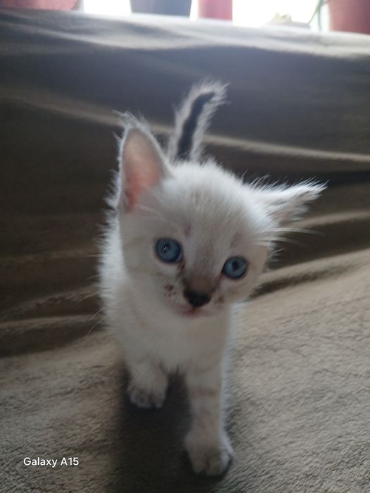 Отдам котят песплатно