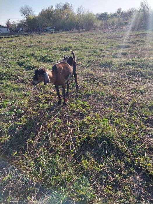 Коза англонубийская