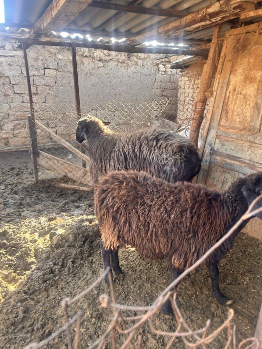 Продаются кучкары