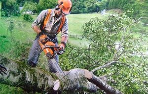 Обрезка дерева  Дарахт кесиш