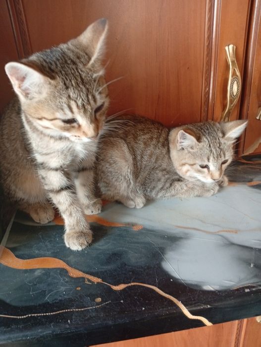 Отдам в хорошие руки котята