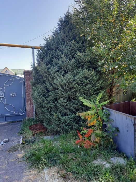 Живые ёлки 7- 8 метровые