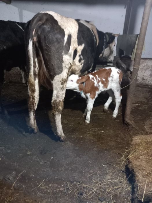 De vânzare junca la prima fătare