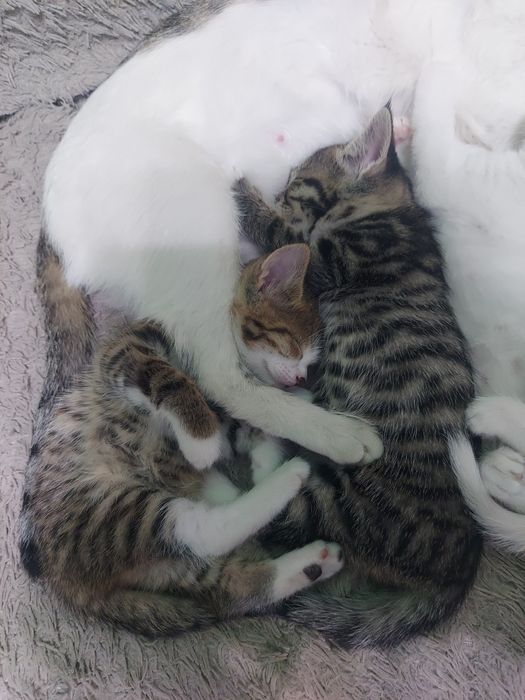 Котята (мальчик и девочка) 21.03
