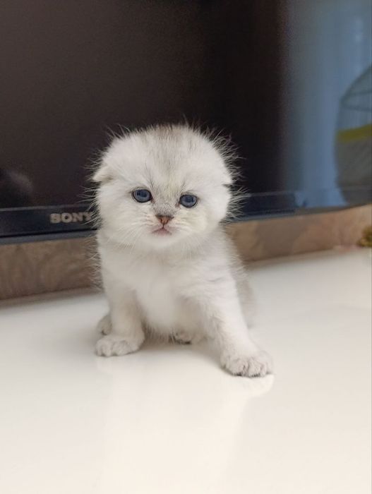 Продаются котята шотландской породы