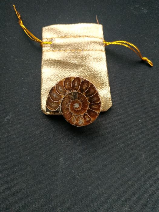 Брошка от естествен амонит-фосил