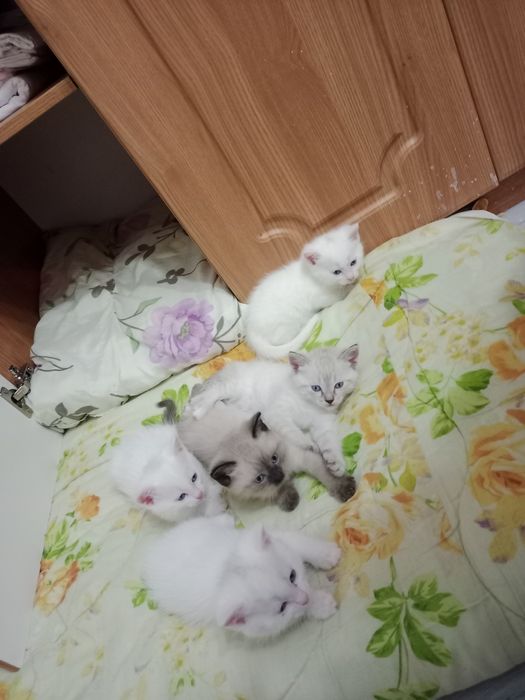 Котята игривые, красивые, 2 месяца