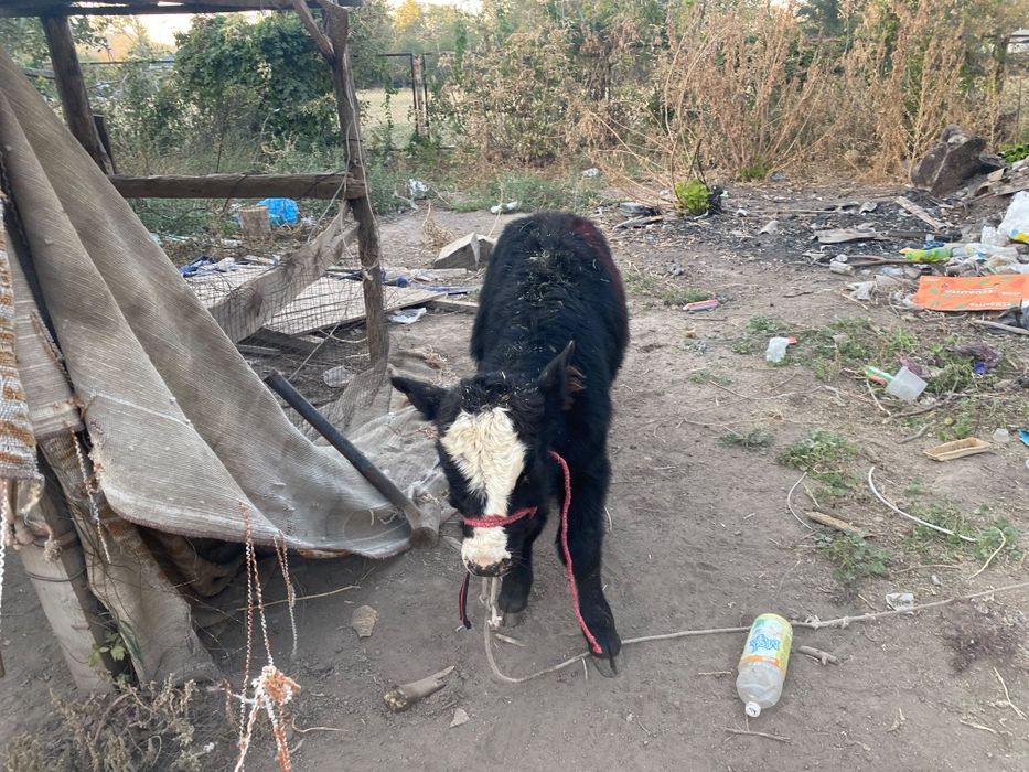 Продам 3 бычка звоните