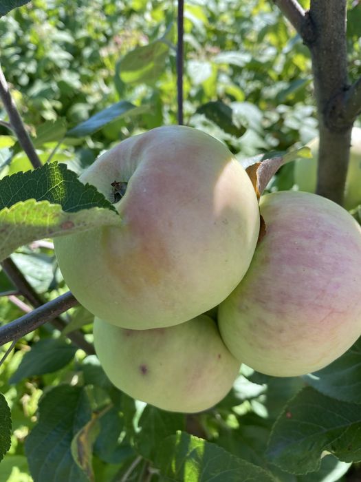 Продам  частный дом