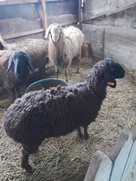 Молодые барашки 1 1 месяцев