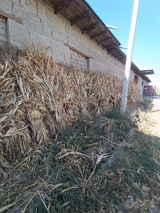 Makayi poyalar  arzon narxlarda beramiz