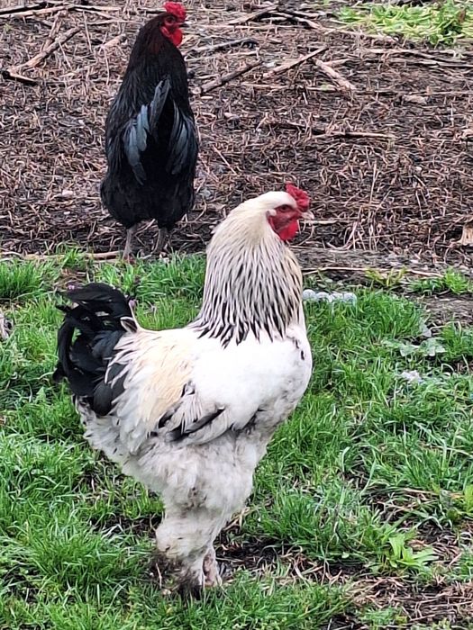 2 Cocosi Brahma  an 2025 cauta familie noua!!