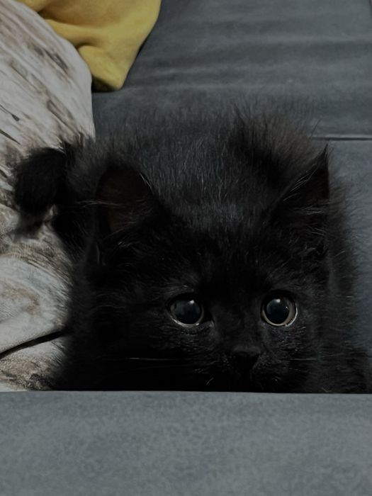 Кошечка даром в хорошие руки)