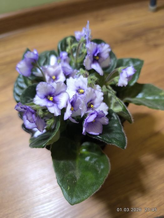 Продам комнатные цветы