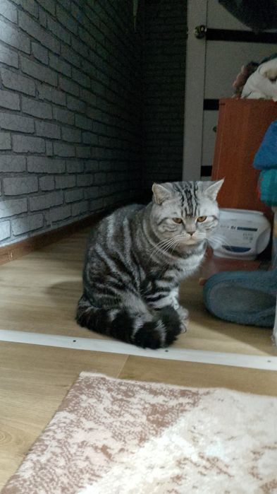 Вязка кот британский 5000