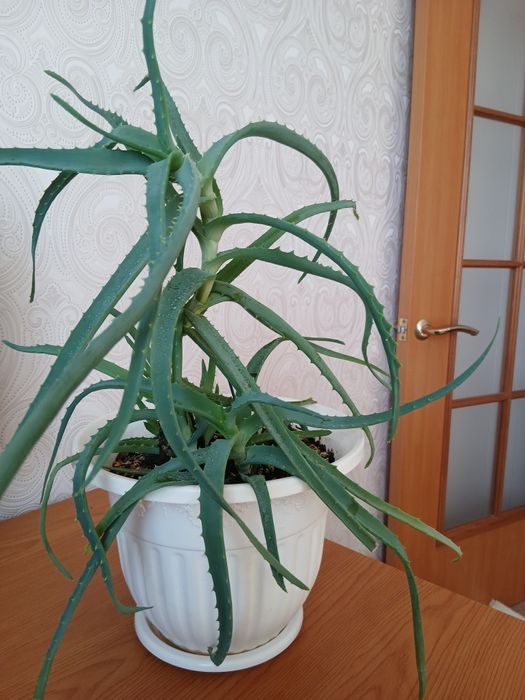 Древовидное лечебное алоэ