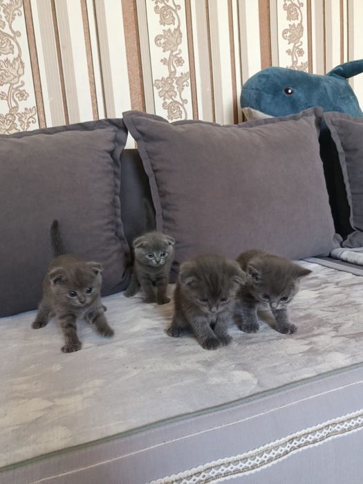 Продам котят Британцы