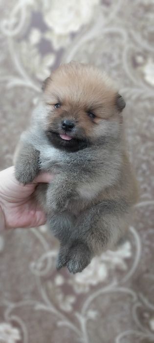 Шпицы мальчики и девочки