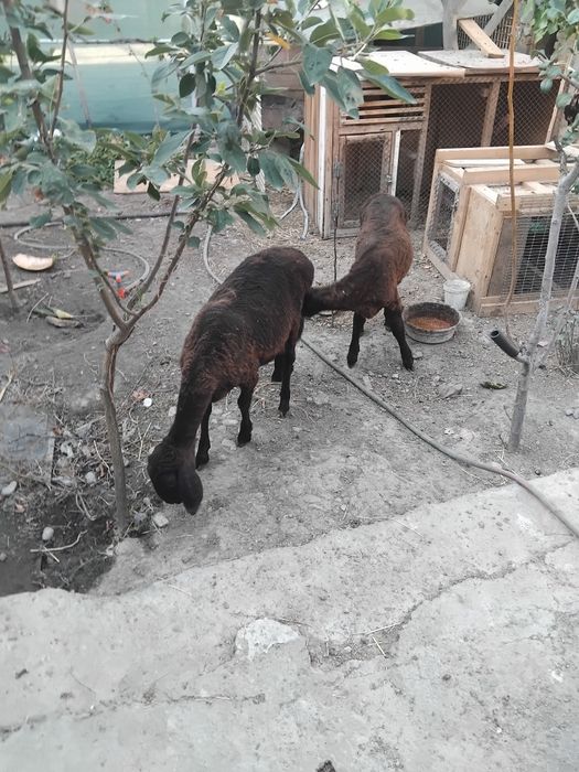Qozila sotiladi 2ta urgichi