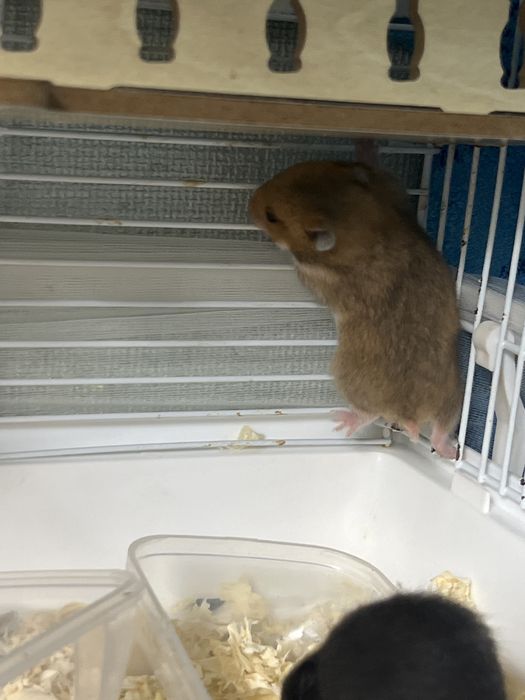 Сирийские хомячки