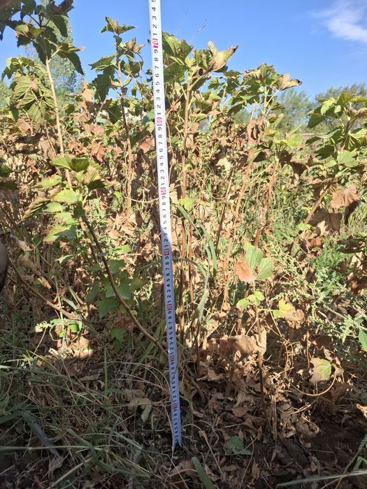 "Селеченская 2" қарақаты