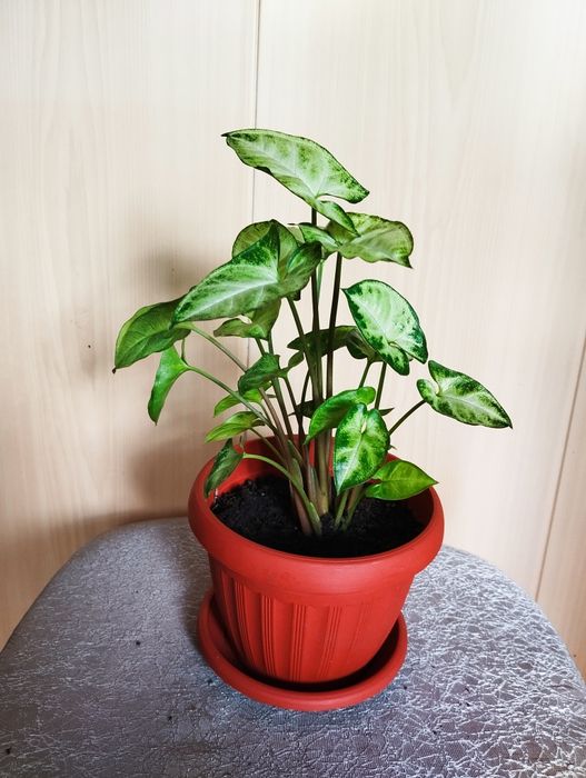 Продам комнатный цветок "Сингониум"