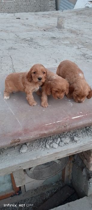 Angliski spanel bollari sotiladi zoti cizti